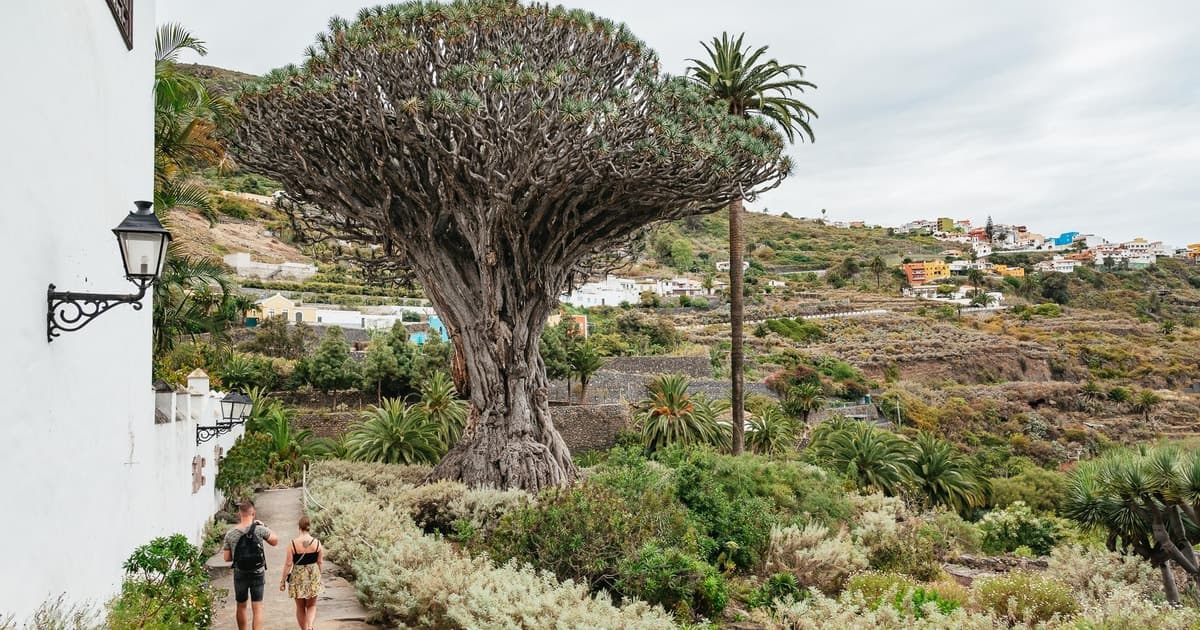 Icod de los Vinos: Drago Milenario y Jardín Botánico