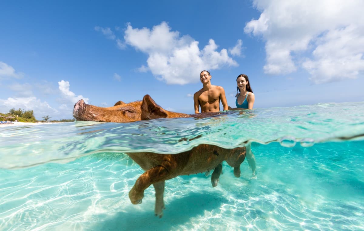 Paradise Island: Rose Island Tour with Swimming Pigs & Lunch
