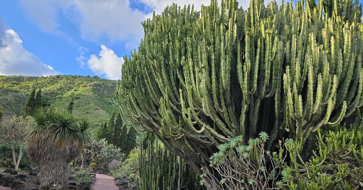 Las Palmas: tour por el jardín botánico con opción de caldera de Bandama