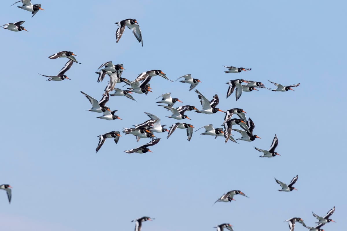 Birdwatching Boat Tour in the Tagus Estuary