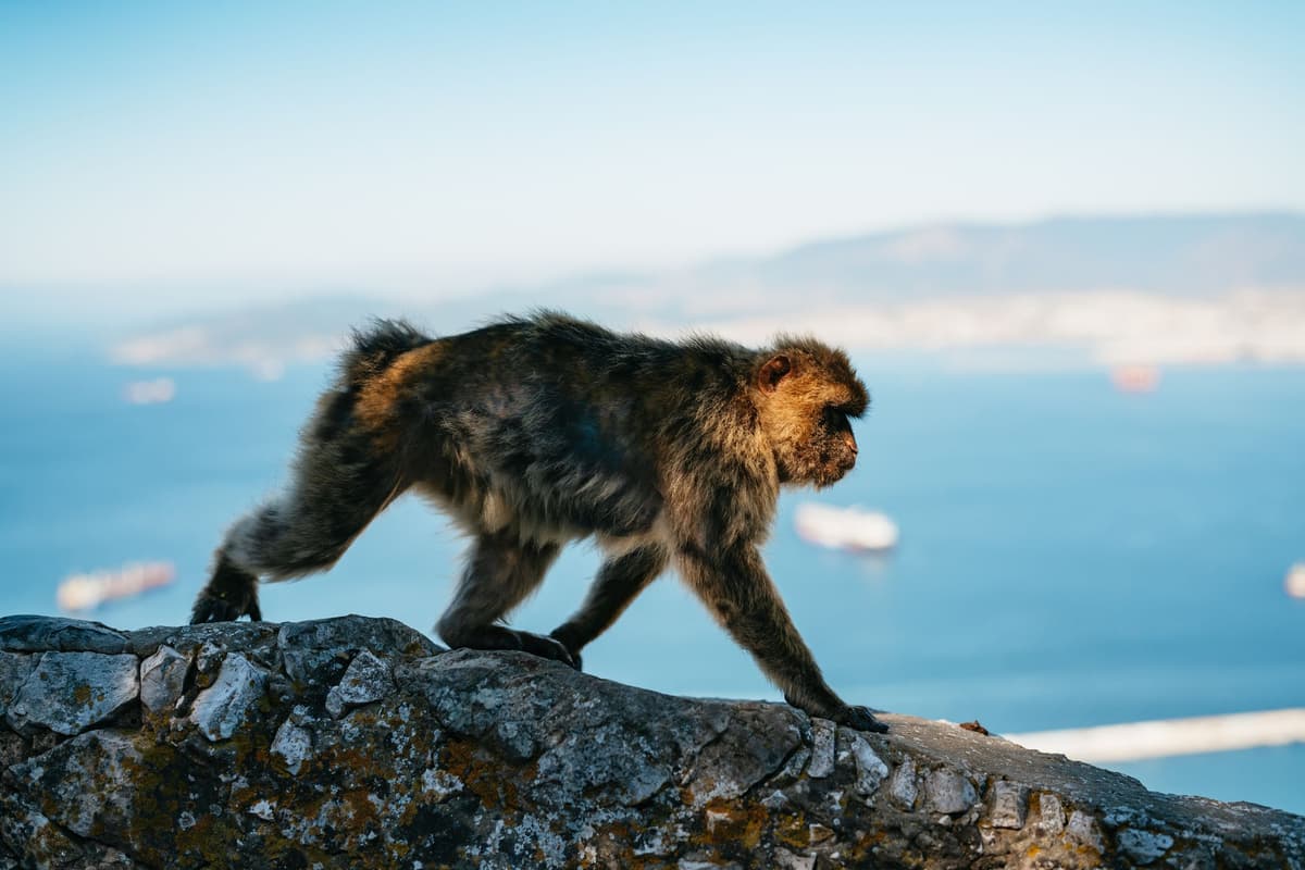 From Malaga: Tour of Gibraltar optional Rock Tour