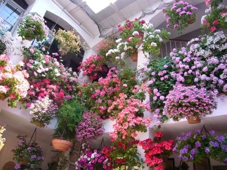 Patios y perfumes