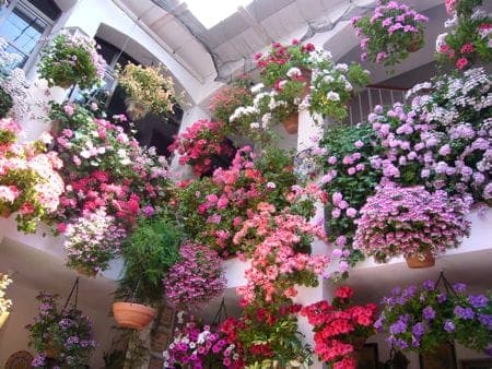 Patios y perfumes
