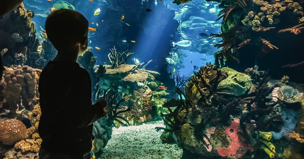 Lisbon: Oceanário de Lisboa Entrance Ticket
