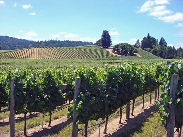 Tour de cata de vino de Napa y Sonoma y tour en autobús turístico por San Francisco