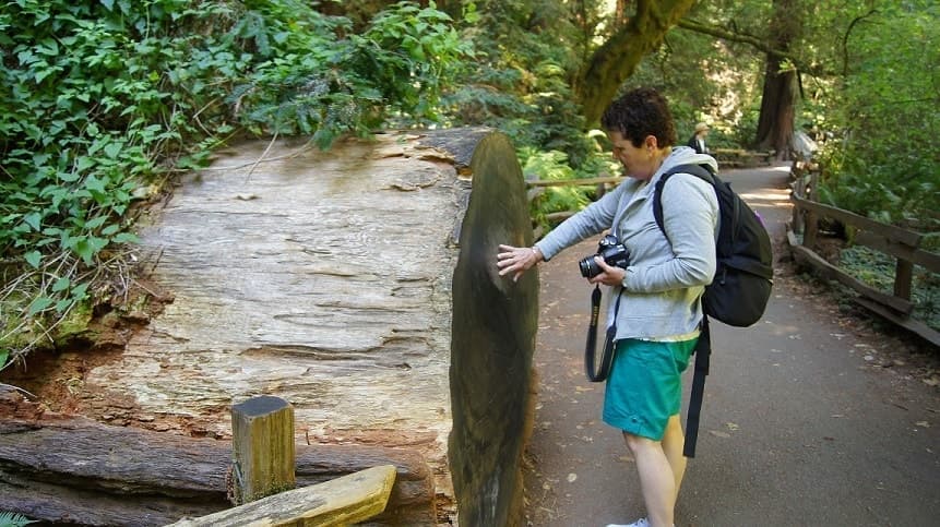 SF: Visita guiada a Muir Woods y tour con paradas libres (Ahorra un 15%)