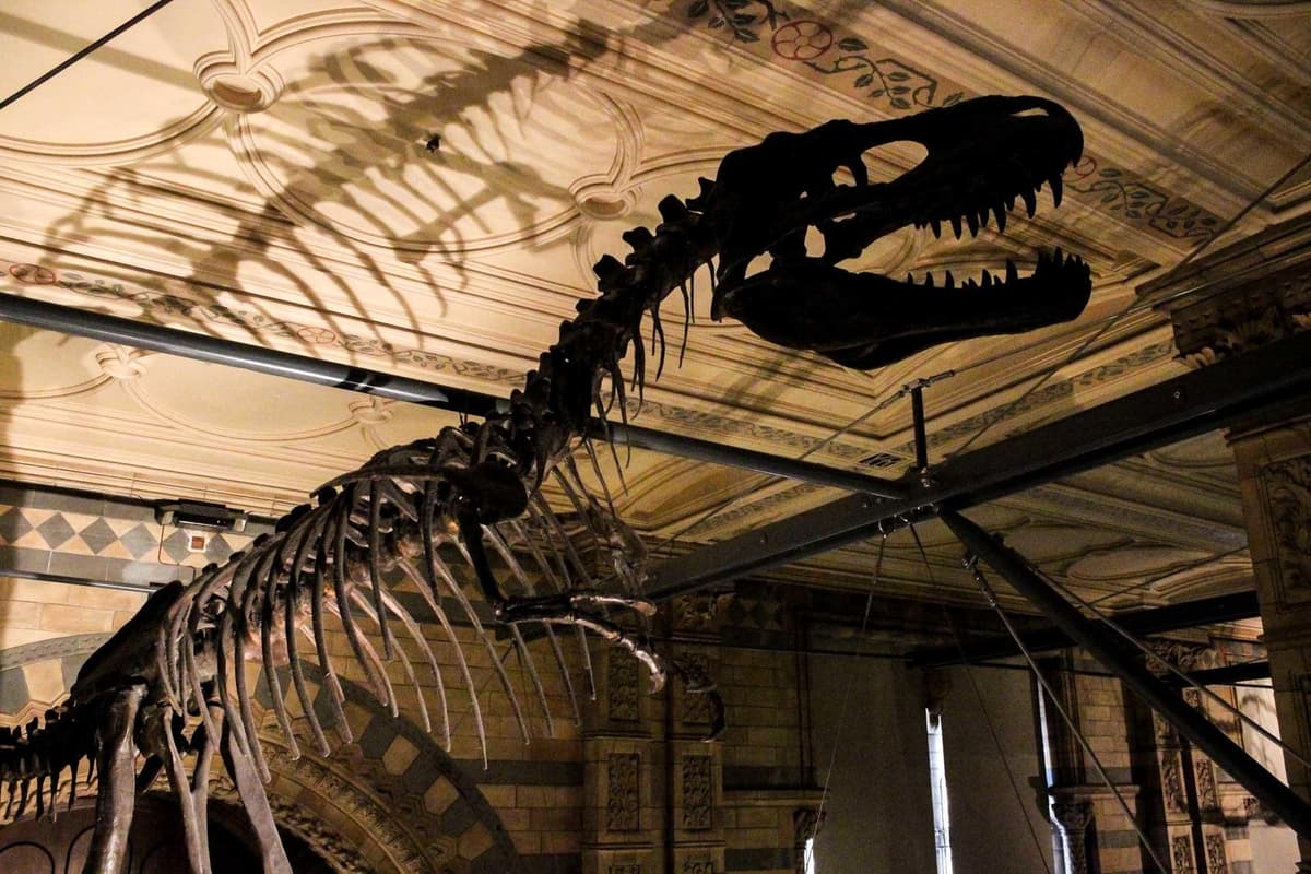 London: Natural History Museum Guided Tour