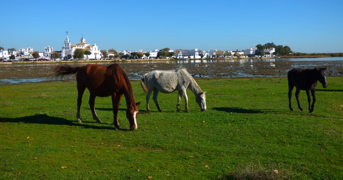 Excursión en todoterreno al Parque Nacional de Doñana desde Sevilla