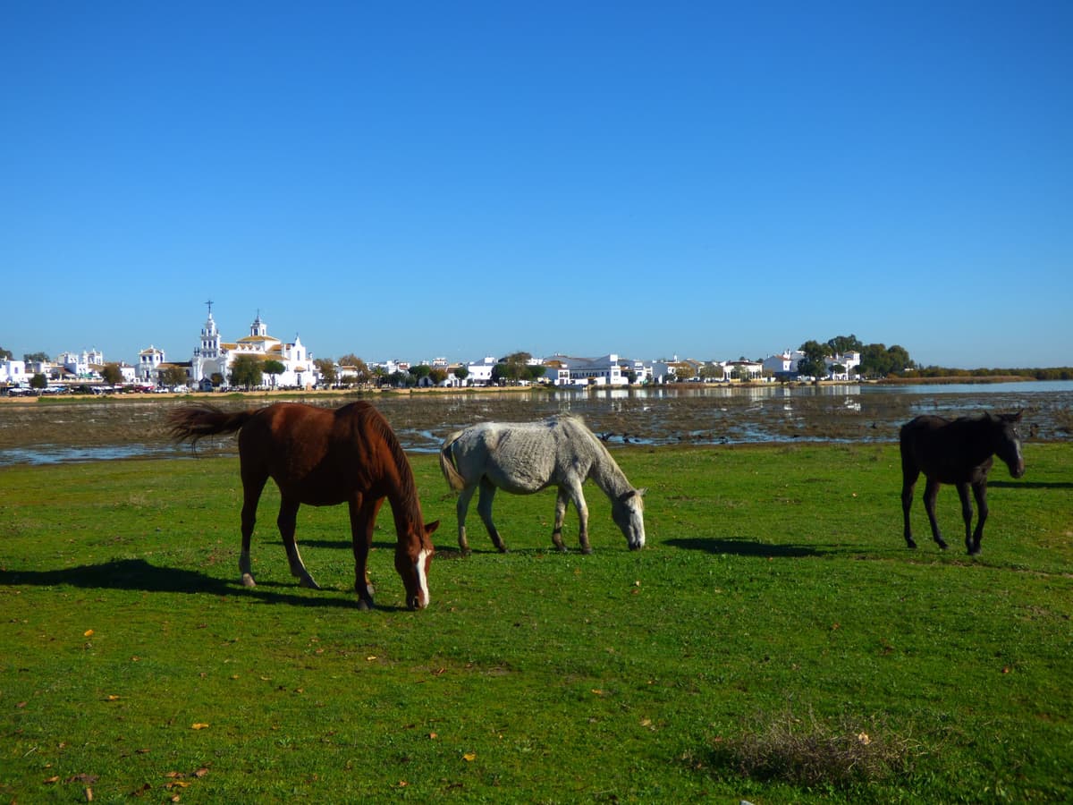 Doñana National Park Off-Road Tour from Seville