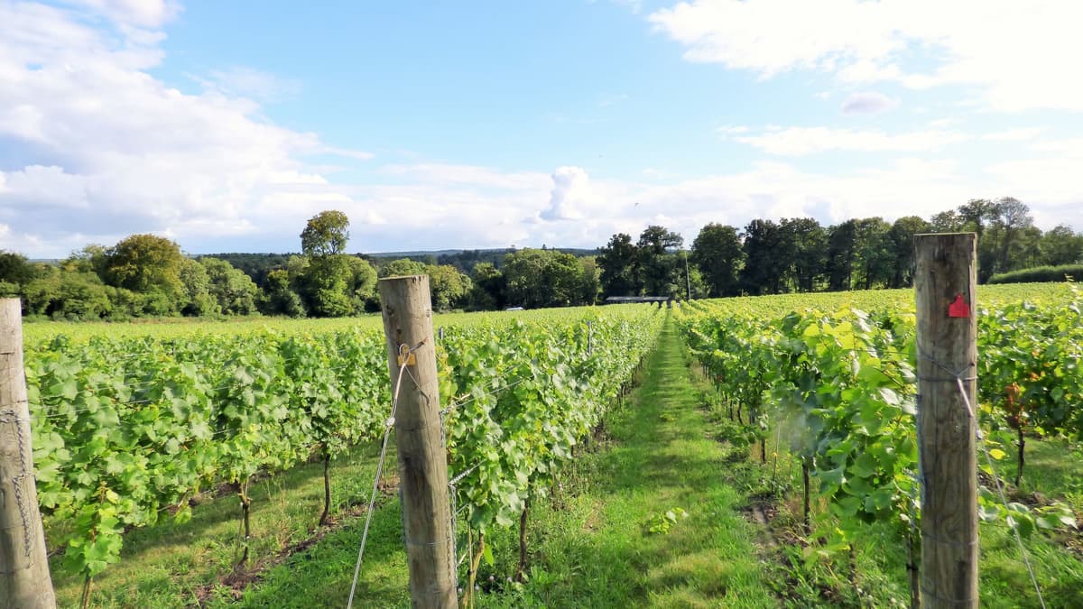London: Full-Day English Wine Tour with Lunch