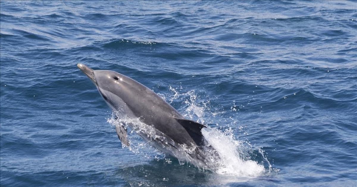 Gibraltar Dolphins Watching Day Trip from Seville