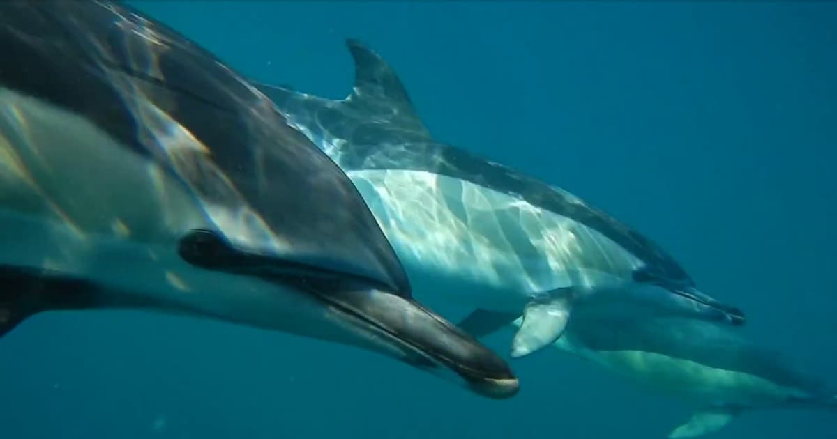 Lisbon: Dolphin Watching Ocean Safari with Marine Biologist