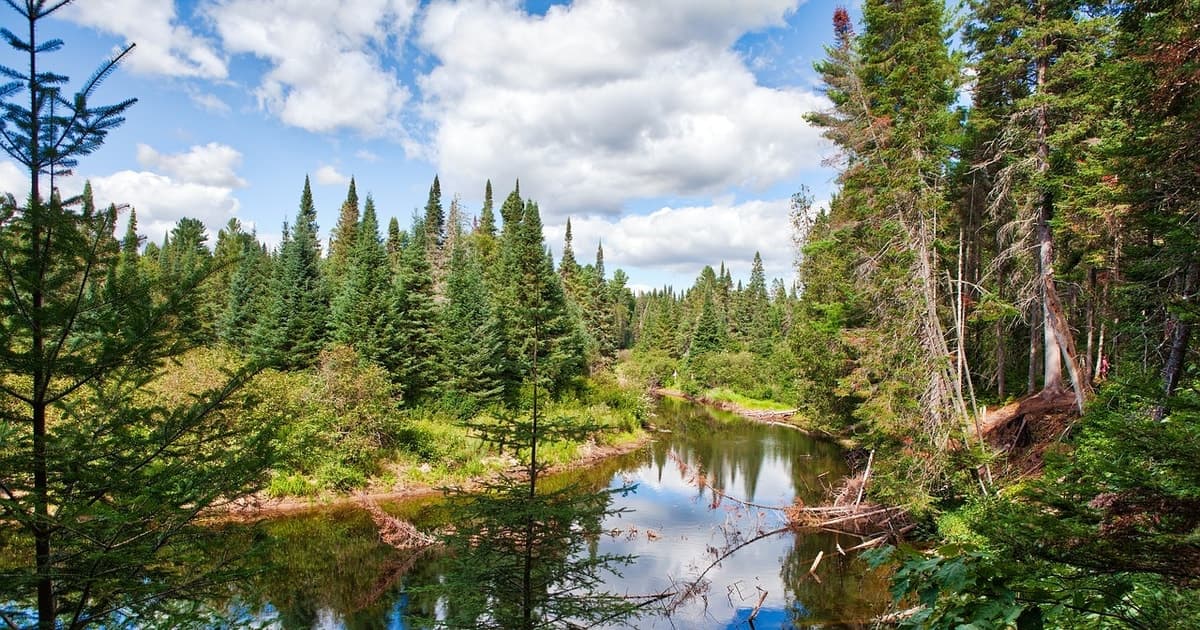 From Toronto: Fall Colours in Algonquin Park