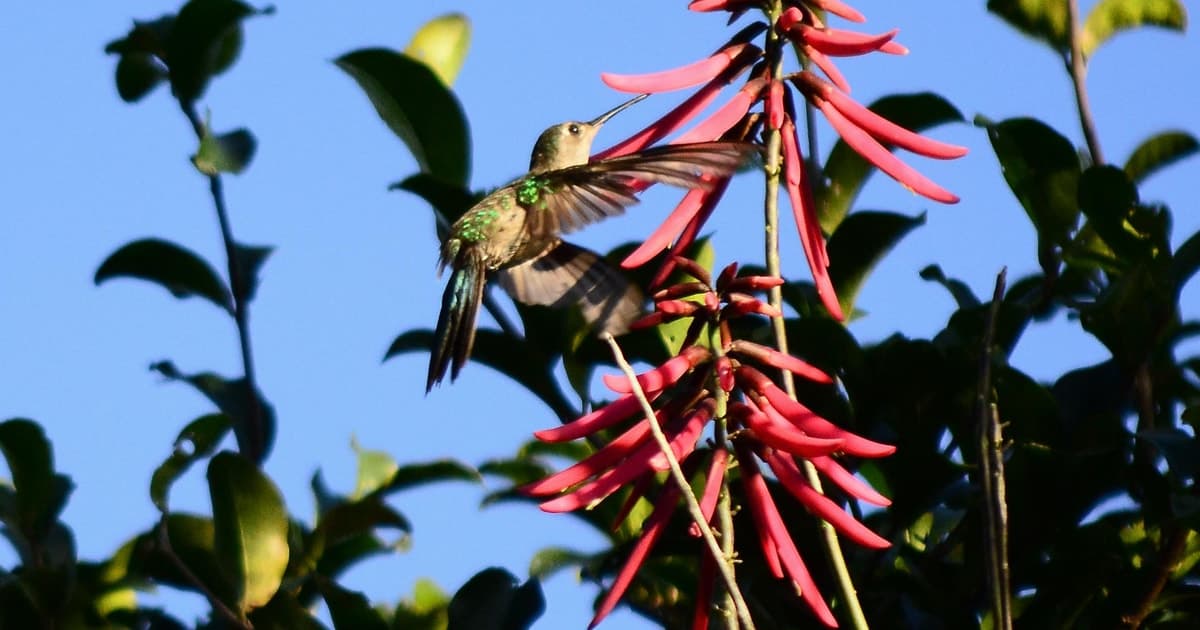Desde la Riviera Maya : Observación de aves en Sian Ka'an Muyil con guía