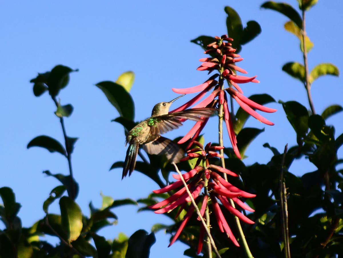 Desde la Riviera Maya : Observación de aves en Sian Ka'an Muyil con guía