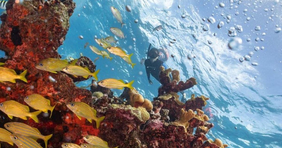 Isla Mujeres: Excursión de snorkel en los arrecifes de Musa y Manchones