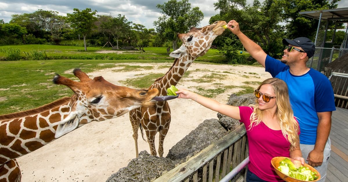 Zoo Miami: ticket de entrada general