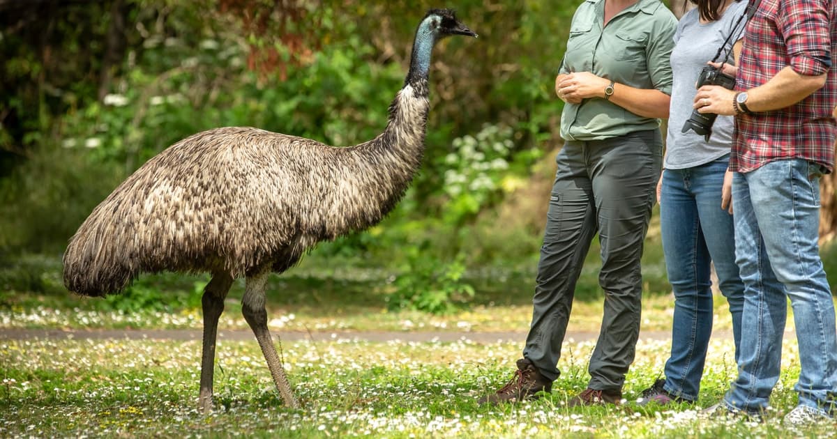 Oceans to Mountains Explorer: 3-Day Great Ocean Road Tour
