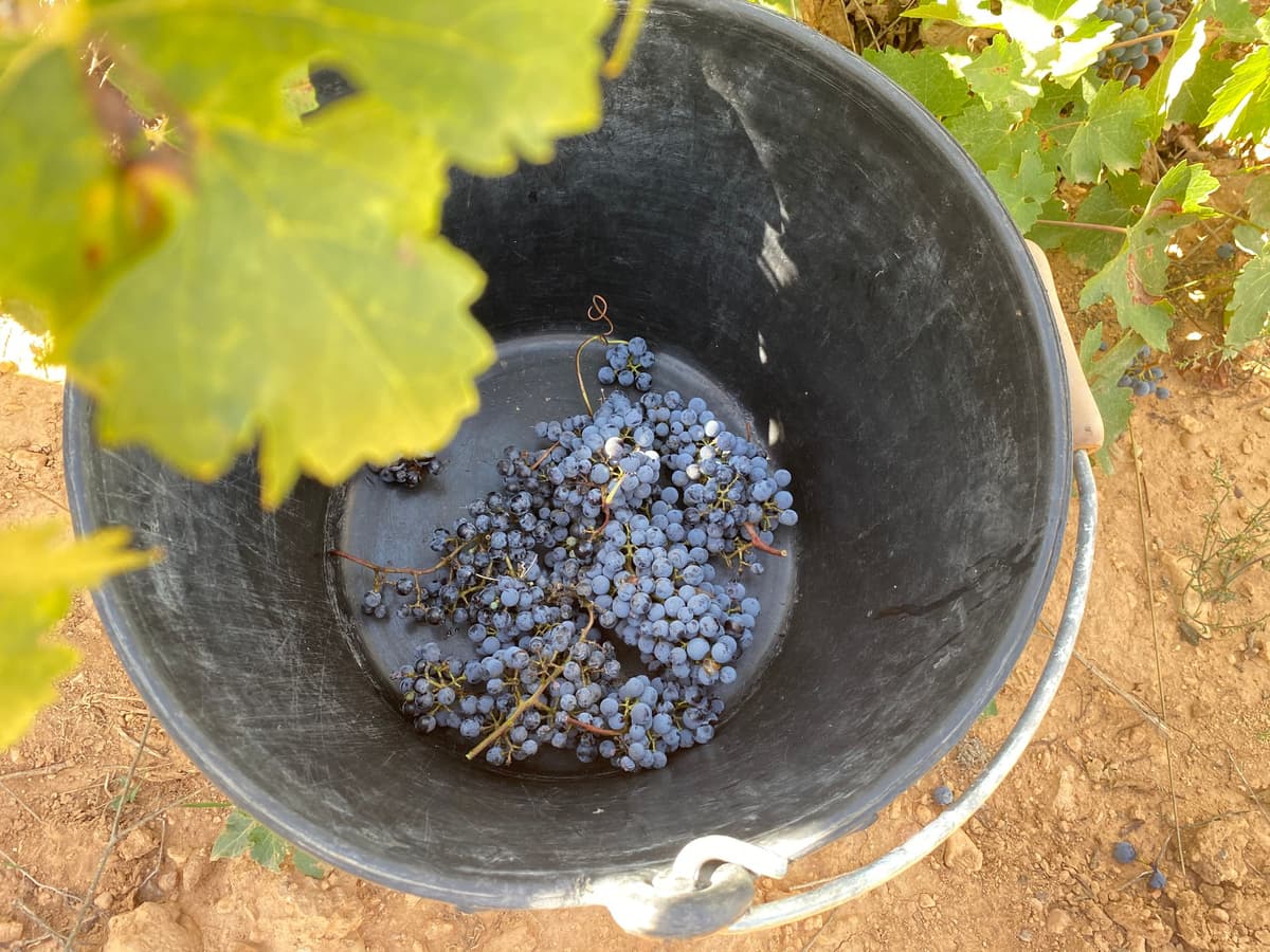 Desde Valencia: Ruta del Vino Utiel-Requena y Almuerzo Tradicional