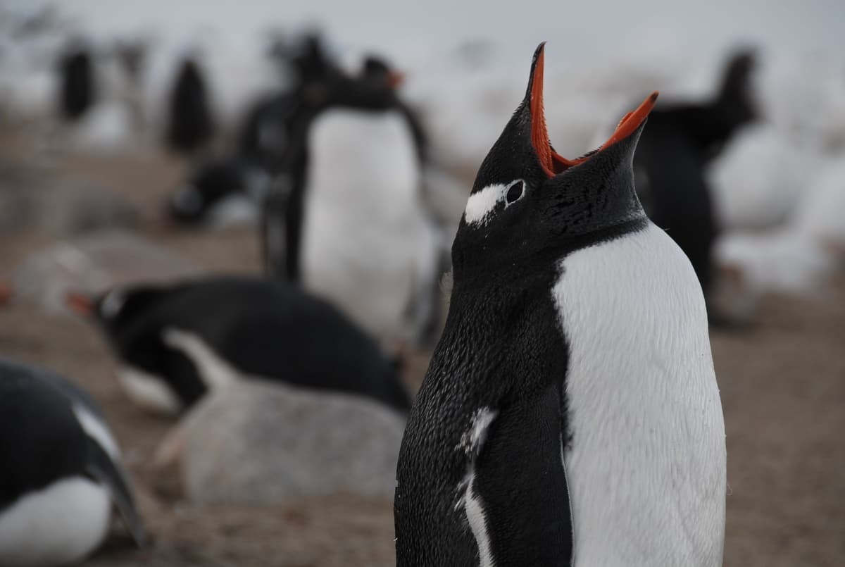 Ushuaia: Navegación en catamarán a la Isla de los Pingüinos