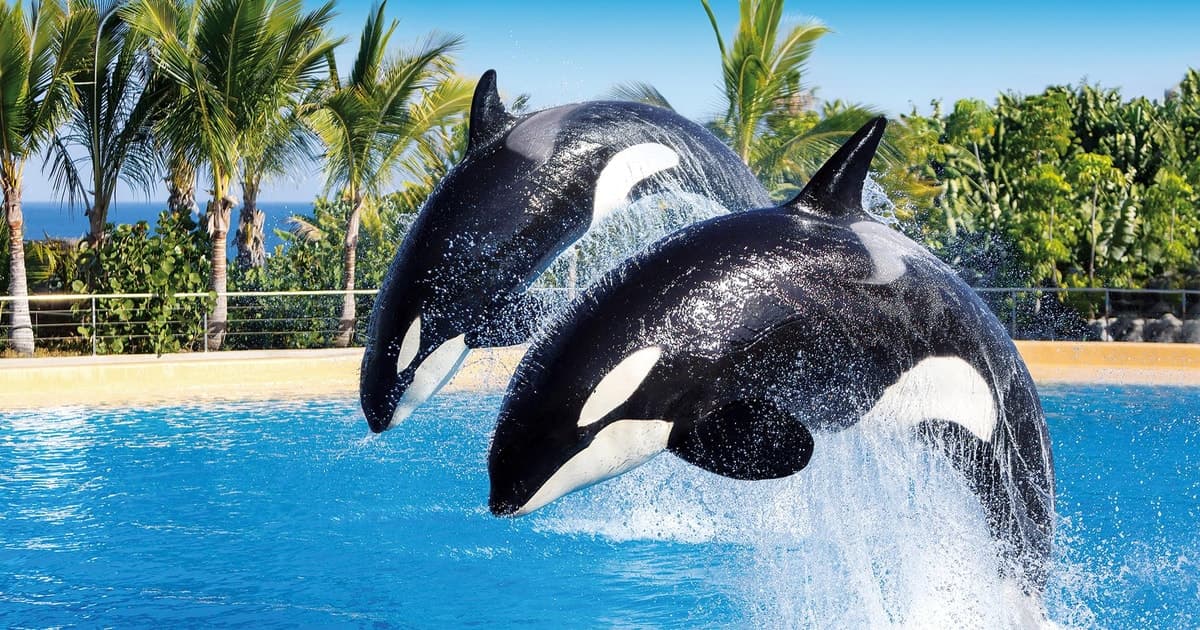 Entradas combinadas para Loro Parque y Siam Park