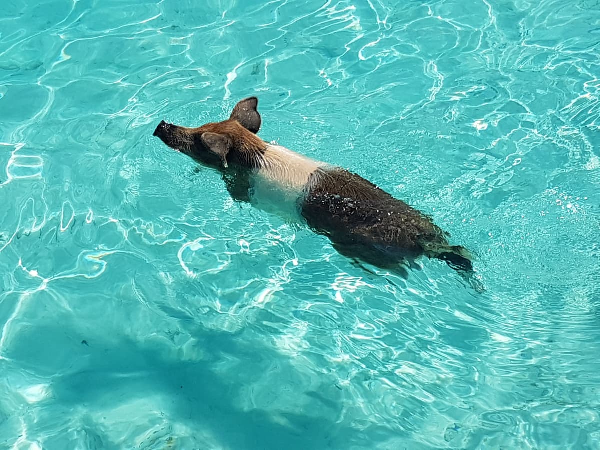 Nassau: Rose Island Swimming Pigs & Turtles Snorkeling Tour