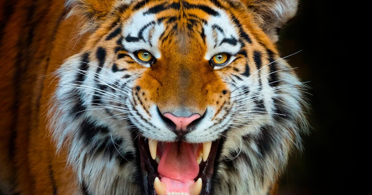 Benidorm: Ticket de entrada de 1 día al Parque Temático Terra Natura