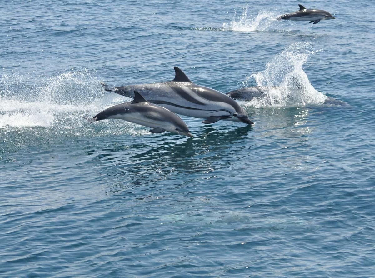 Desde la Costa del Sol: Gibraltar Avistamiento de Delfines en Barco