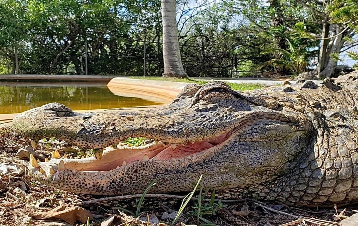 Miami: Original Everglades Airboat Tour & Interpretive area