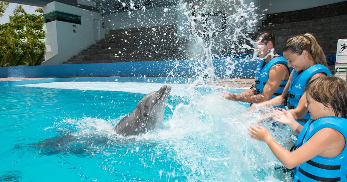 Cancún: Acuario interactivo - Nadar con delfines Premium