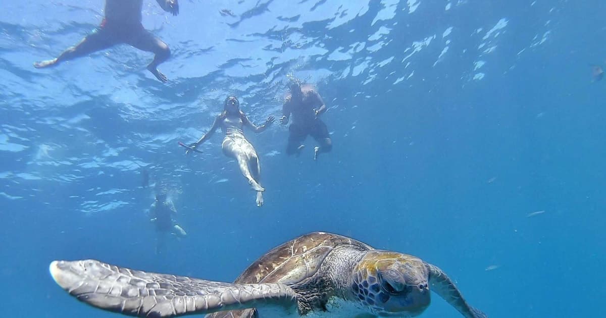 Tenerife: safari en kayak por la reserva marina y vida marina