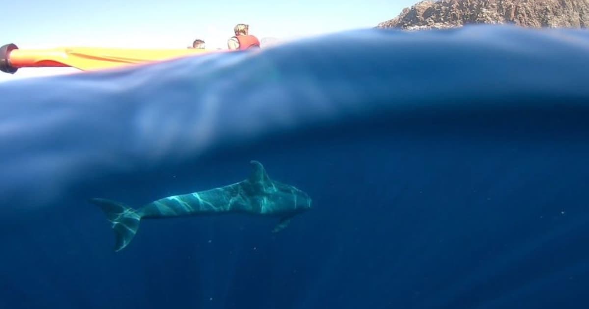 Tenerife: safari en kayak y esnórquel en una reserva marina