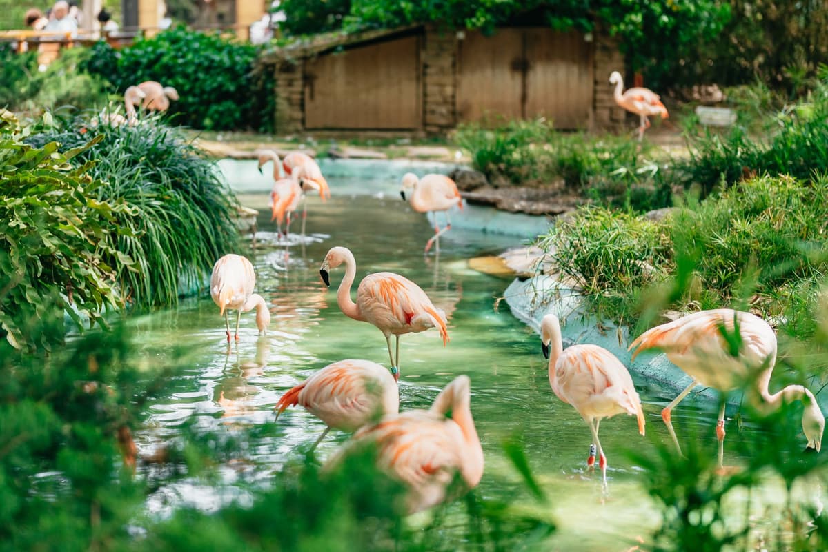 Barcelona: ticket de 1 día al Zoo de Barcelona