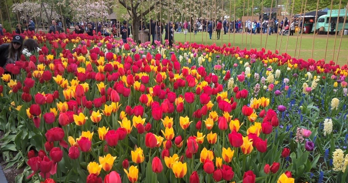 From Amsterdam: Keukenhof and Zaanse Schans Small Group Tour