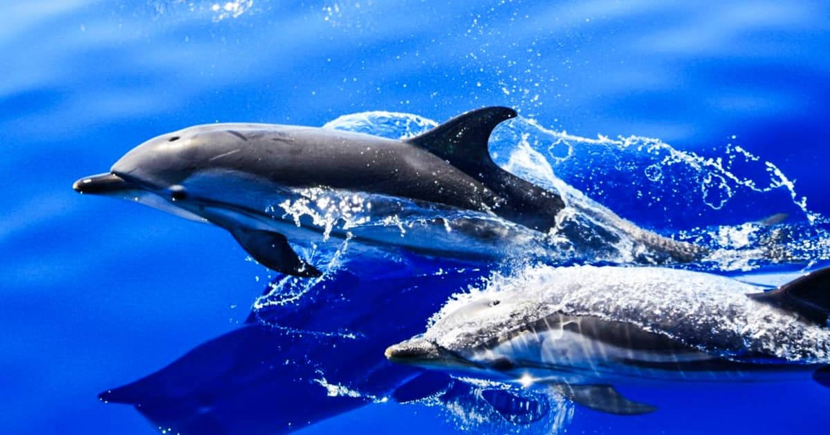 Puerto del Carmen: Excursión en lancha rápida para avistar delfines con baño