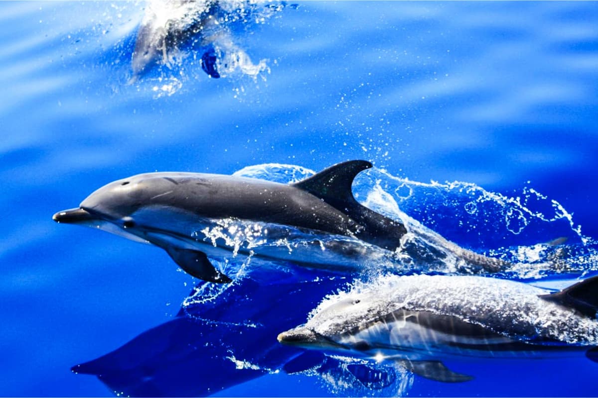 Puerto del Carmen: Excursión en lancha rápida para avistar delfines con baño