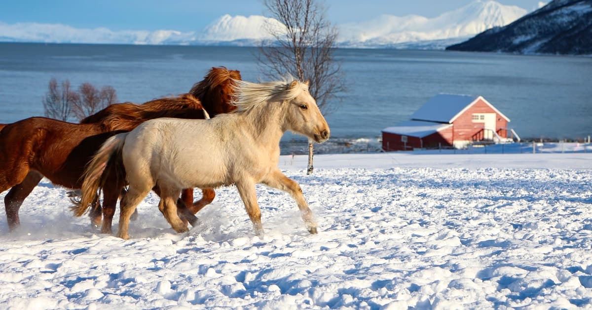 Tromsø: visita a la yeguada de Lyngen
