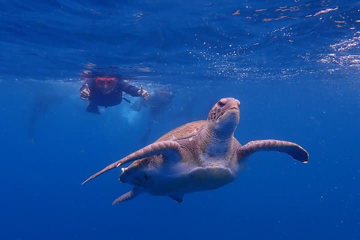 Tenerife : Tour en kayak tortuga y delfín con snorkel y traje de neopreno