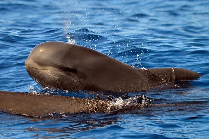 Eco-aventuras de avistamiento de cetáceos en Costa Adeje