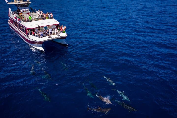 2 - Mini crucero ecológico sostenible de observación de ballenas delfines