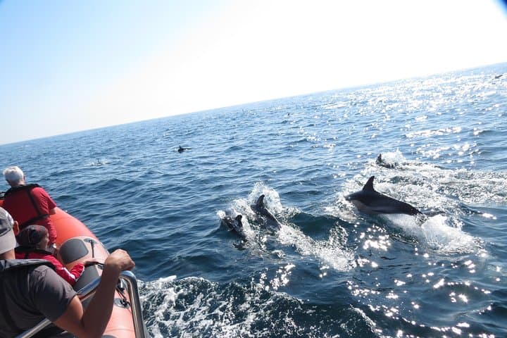 Lisbon Dolphin Watching