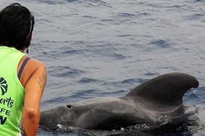Líderes en tours ecológicos de safari sin persecución de ballenas y delfines