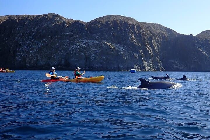 Aventura en Kayak and Snorkel en Tenerife – Ruta de Fauna Marina