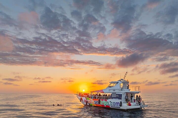 Avistamiento de Delfines