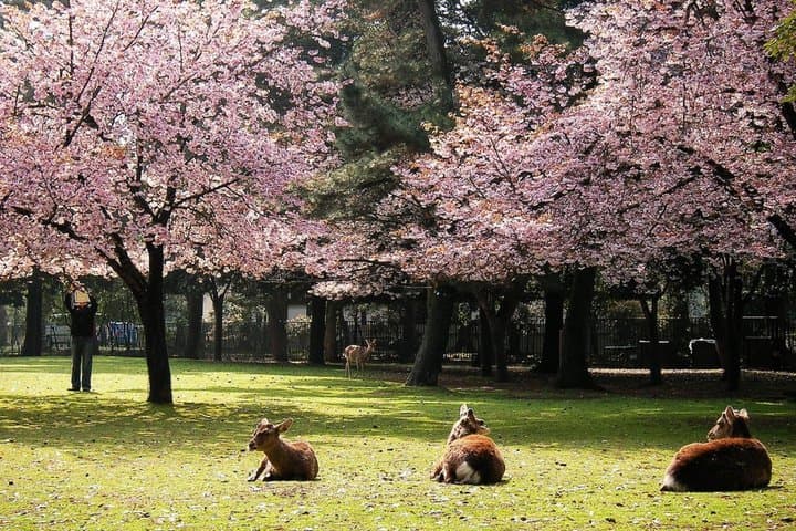 Excursión privada de día completo a Nara Todaiji Kasuga Taisha desde Kioto