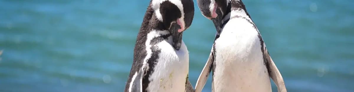 puerto-madryn