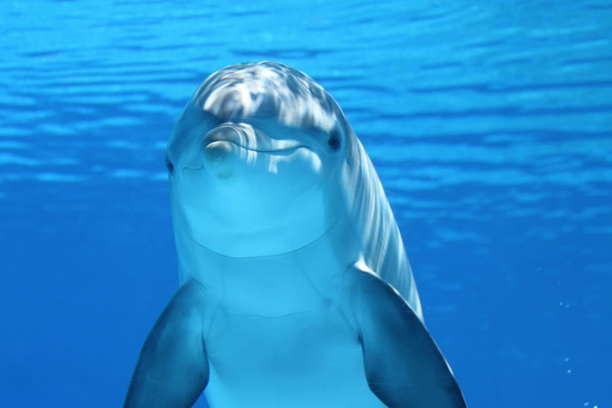 Barcelona Aquarium: Entry Ticket