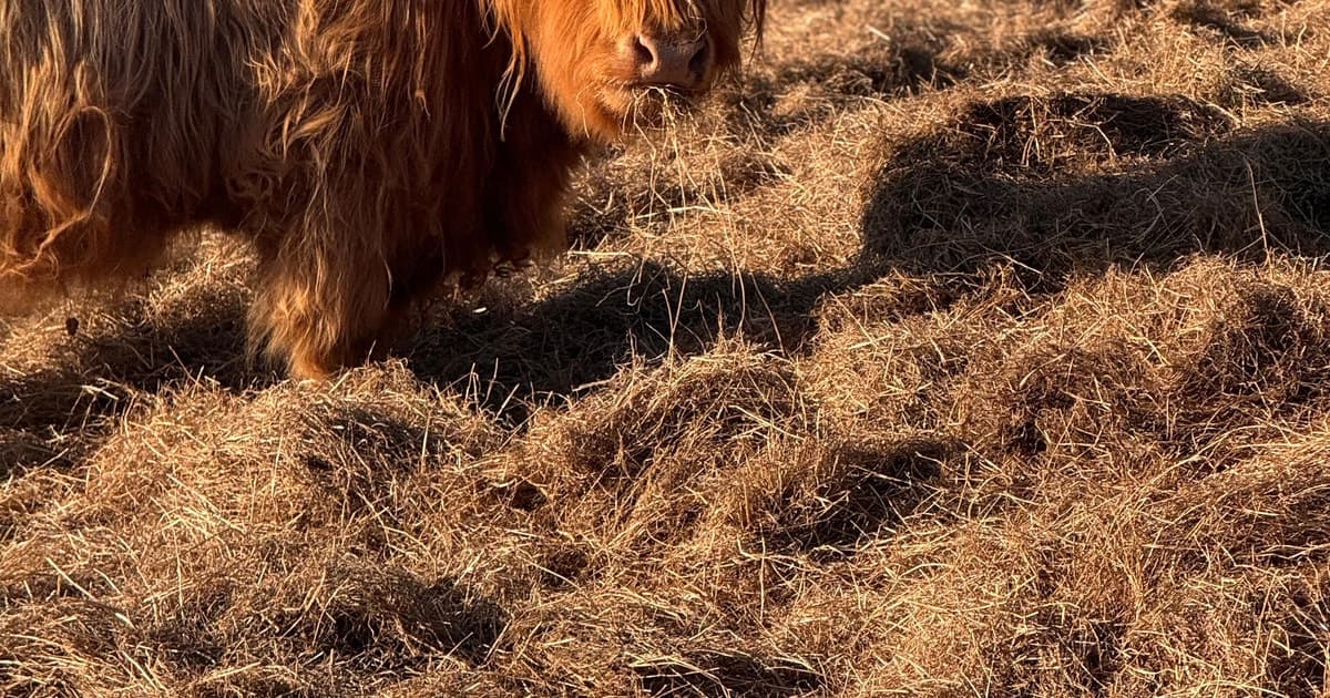Edinburgh: Highland Cow Farm Experience with Transfer
