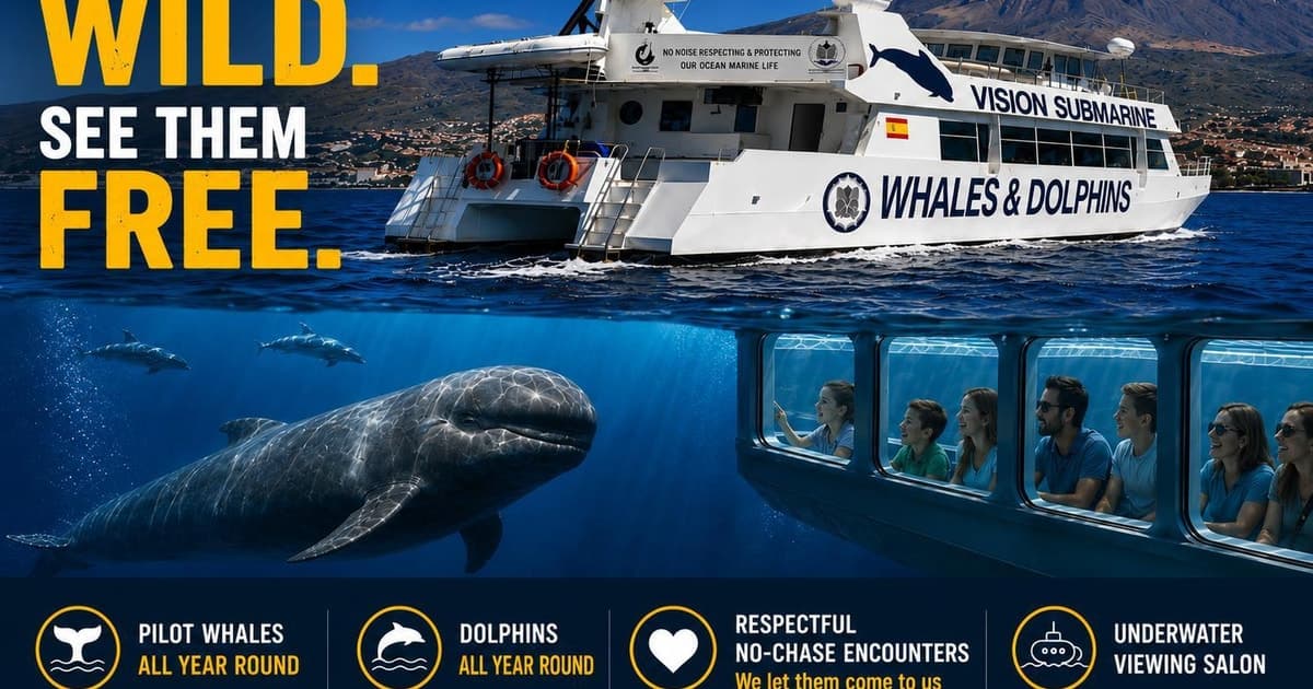 Tenerife: encuentro ecológico y respetuoso con ballenas y delfines sin persecución
