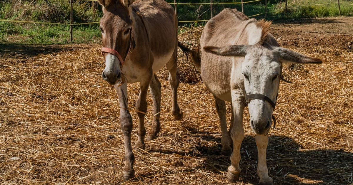 Walk with Donkeys and Olive Oil Tasting in Florence